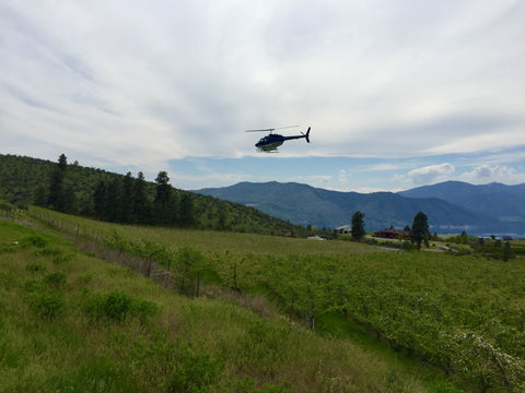 Helicopter blowing pollen on blooming Sweetango apple orchard