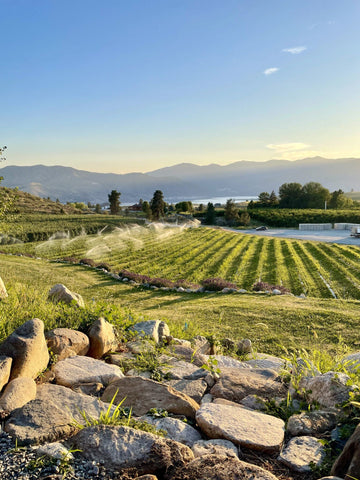 orchard with sprinklers below Chelan Ranch office