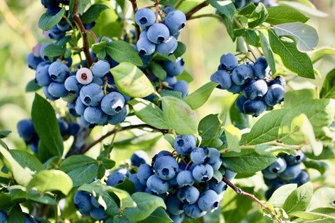 Organic blueberries full of antioxidants