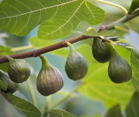 organic backyard figs