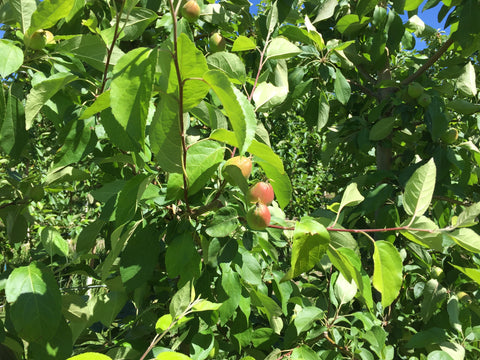 Immature Sweetango apples on tree