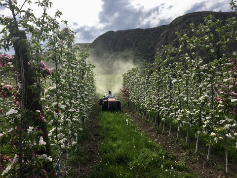 Spraying an apple orchard in full bloom