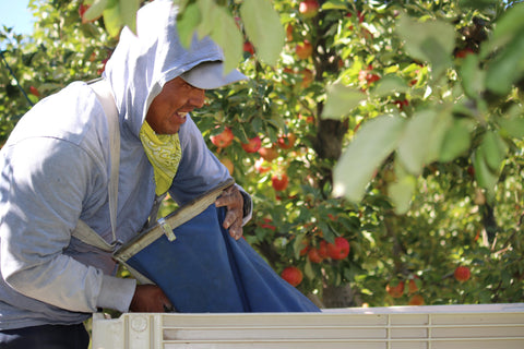 Apple picker unloading apples from his picking bag at Sweetango apple harvest