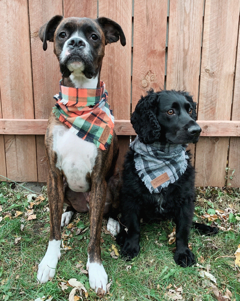 designer dog scarves