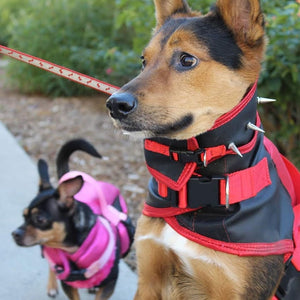 coyote shirt for dogs