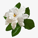 Natural Gardenia flower oil, CO2 extracted, CO2 extraction, 100% Pure Gardenia  essential oil, Wild crafted Gardenia oil, Aromatherapy oil