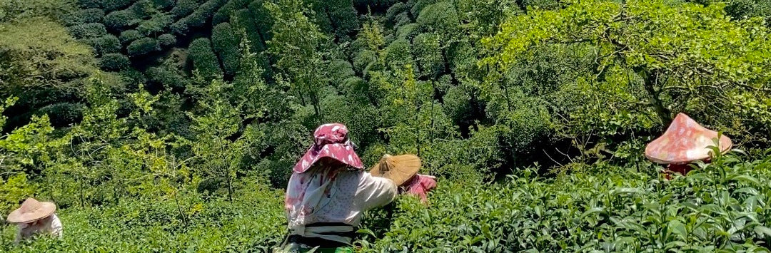 Alishan High Mountain Oolong Summer 2023