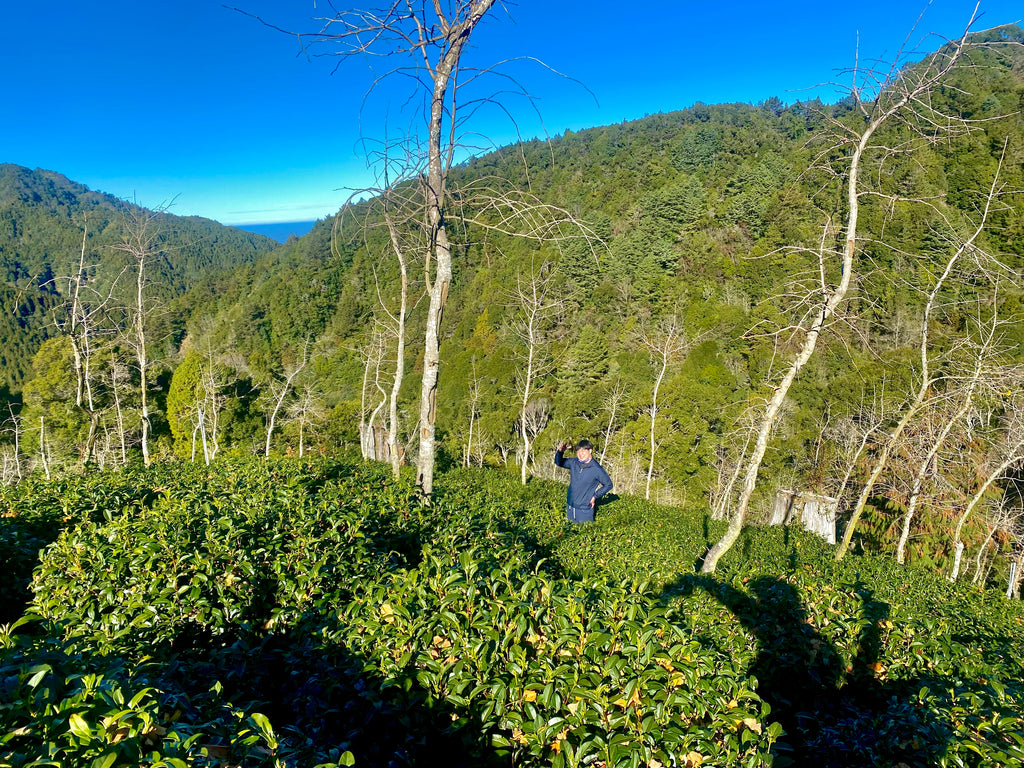 Shan Lin Xi High Mountain Tea farm