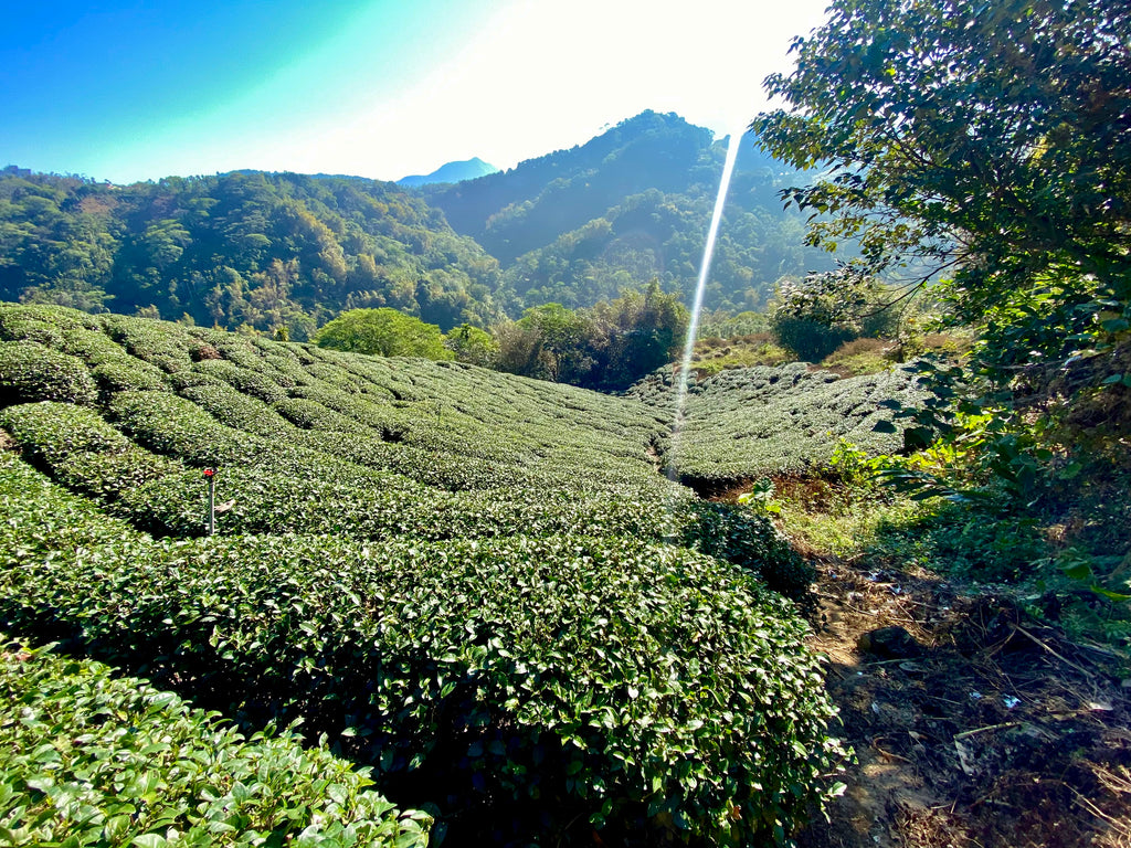 Qing Xin Oolong Tea farm in Lugu, Taiwan
