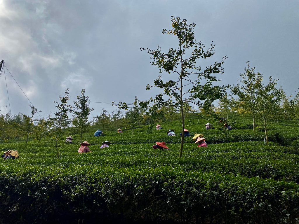 Shan Lin Xi High Mountain Oolong winter 2020 harvest