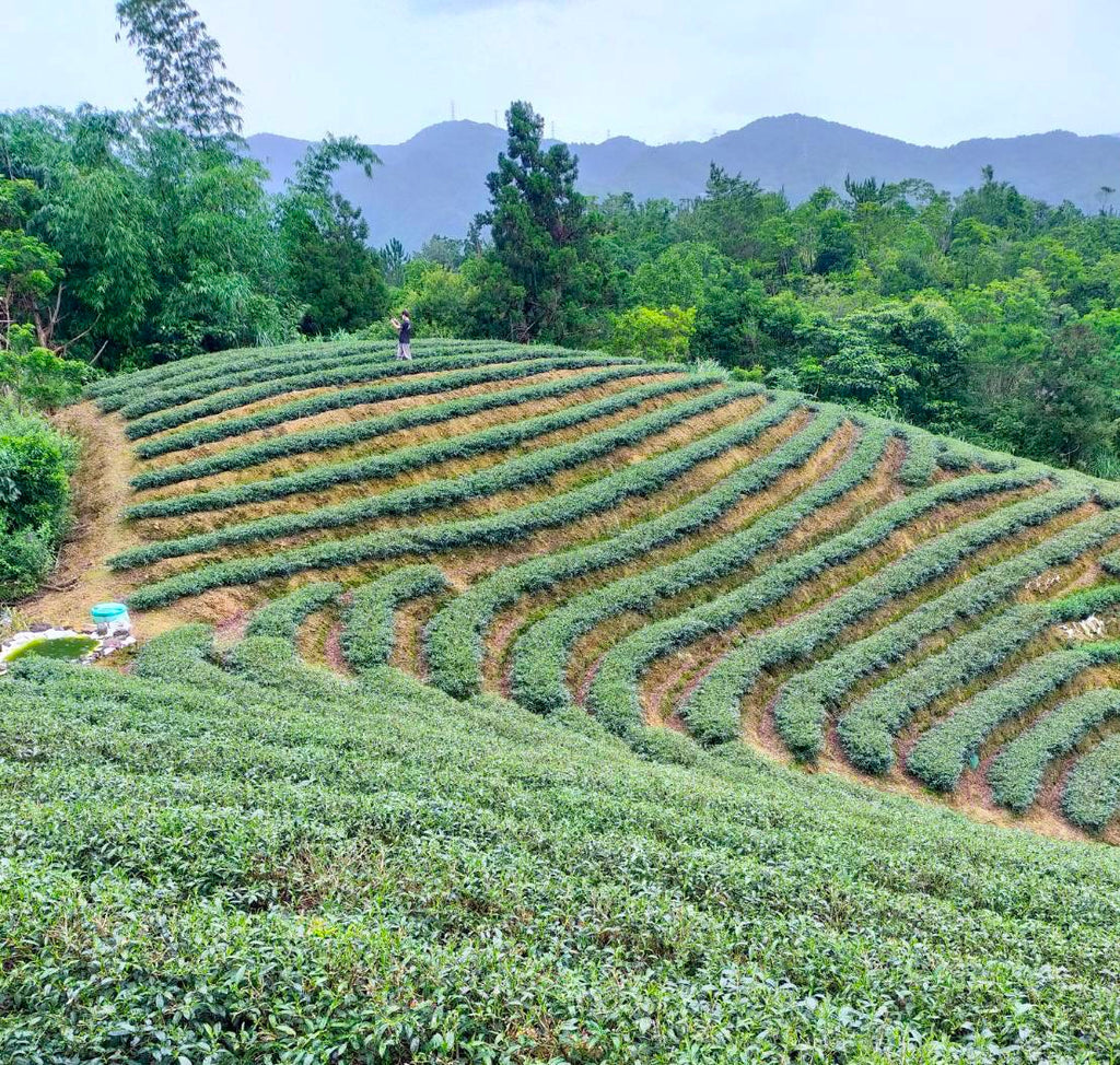 Wenshan Baozhong Tea Farm in Pinglin Taiwan