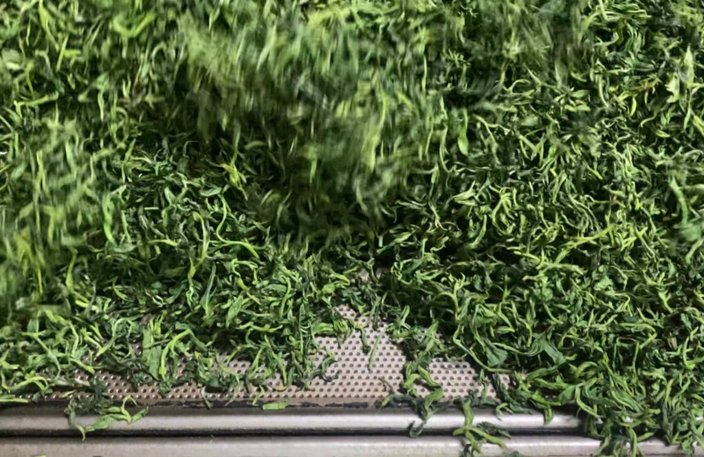 Bi Luo Chun Green Tea drying process