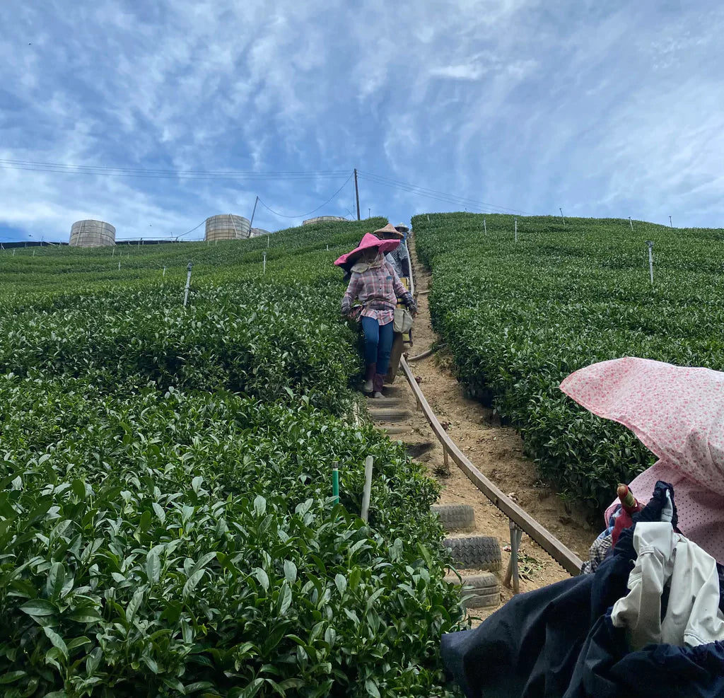 Li Shan High Mountain Oolong Tea Harvest