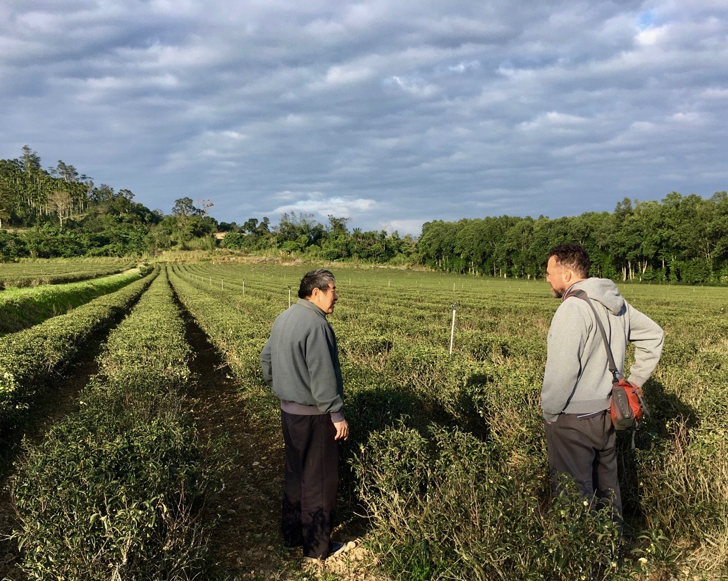 Eco-Cha's Andy Kincart in a tea farm near Taidong, Taiwan