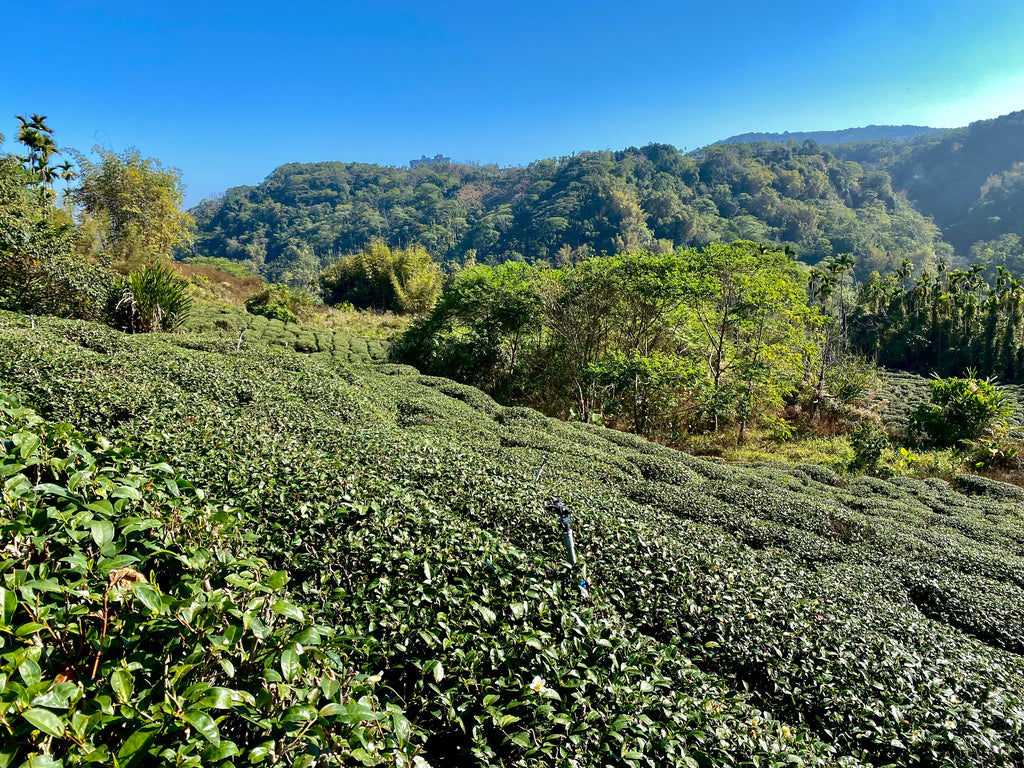 Qing Xin Oolong Tea Garden in Lugu, Taiwan