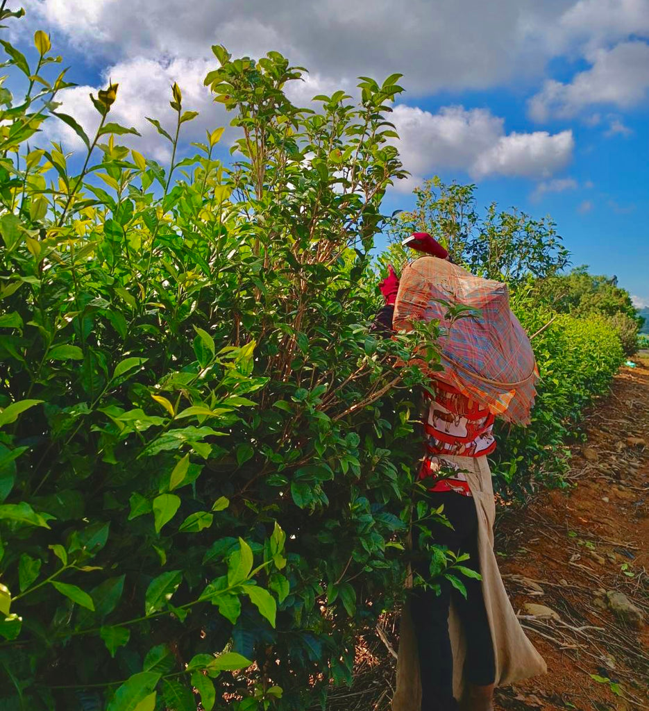 Red Jade Black Tea harvest Eco-Cha Teas