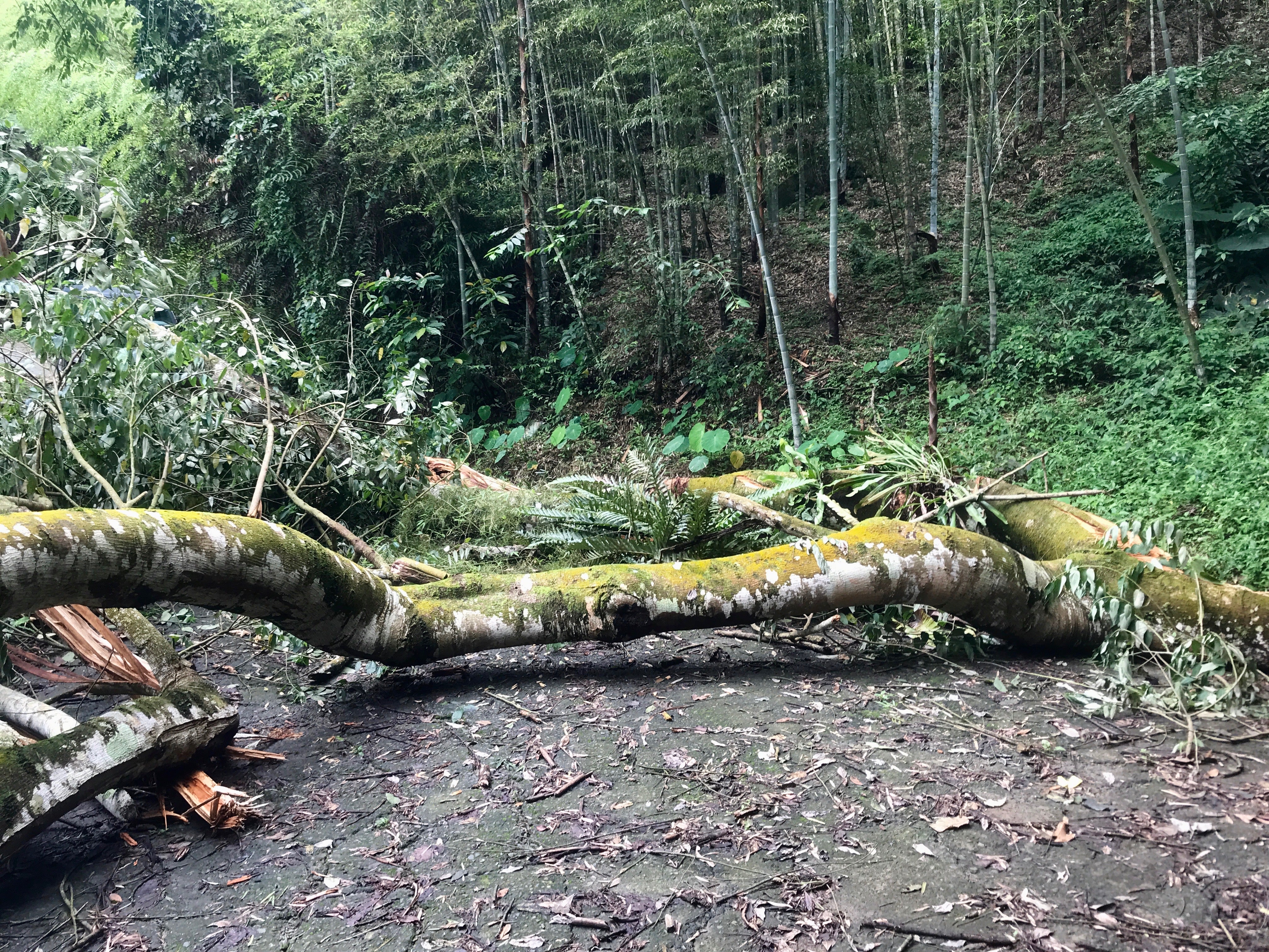 fallen tree blocking the way to the tea farm