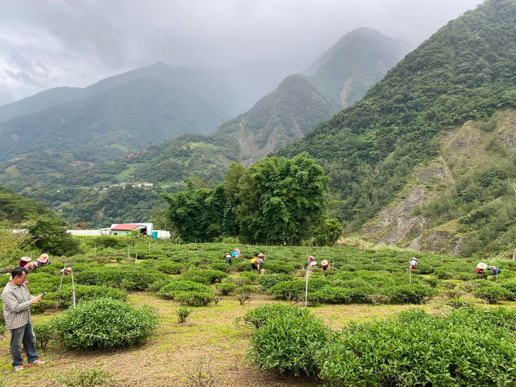 Source of Eco-Cha Tea's Eco-Farmed High Mountain Oolong Tea