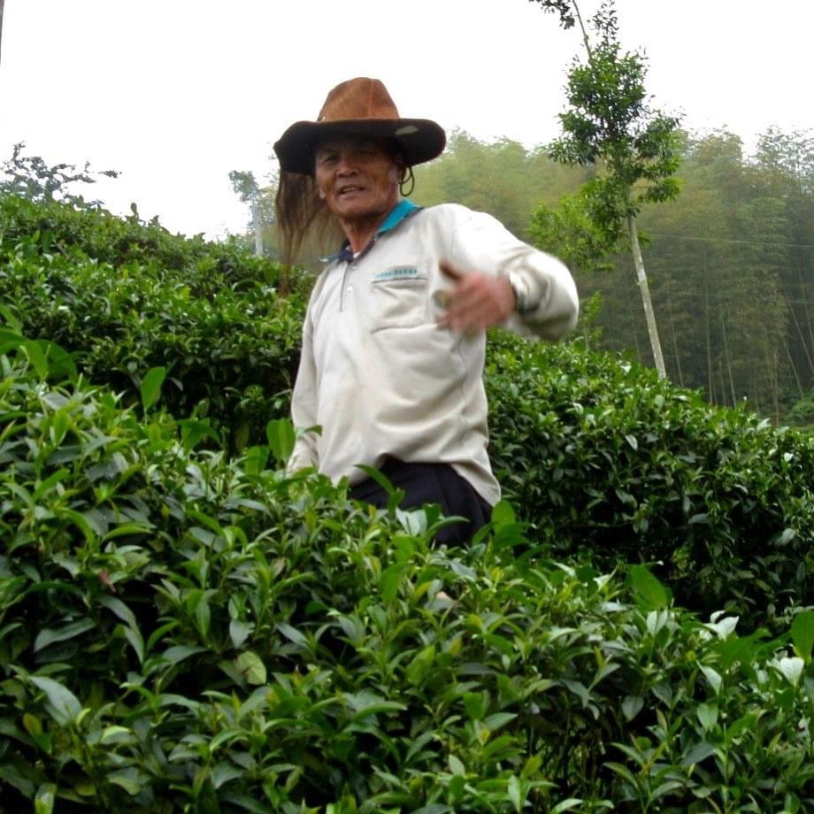 Tradtional Oolong Tea farmer