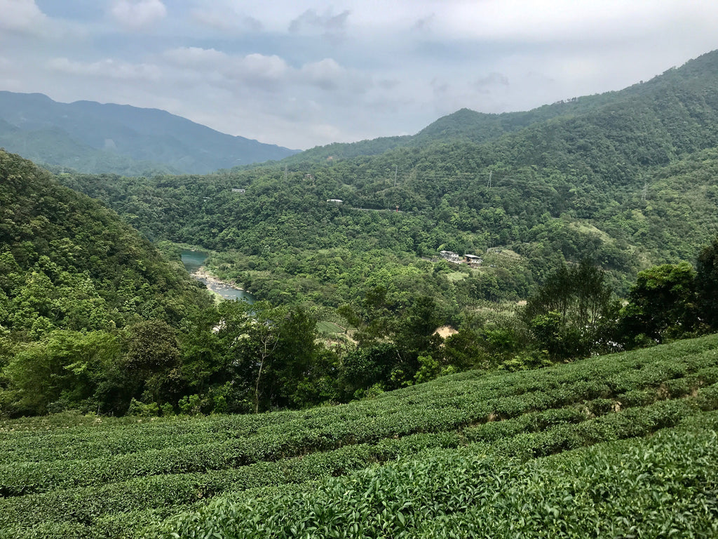 Wenshan Baozhong Tea Farm