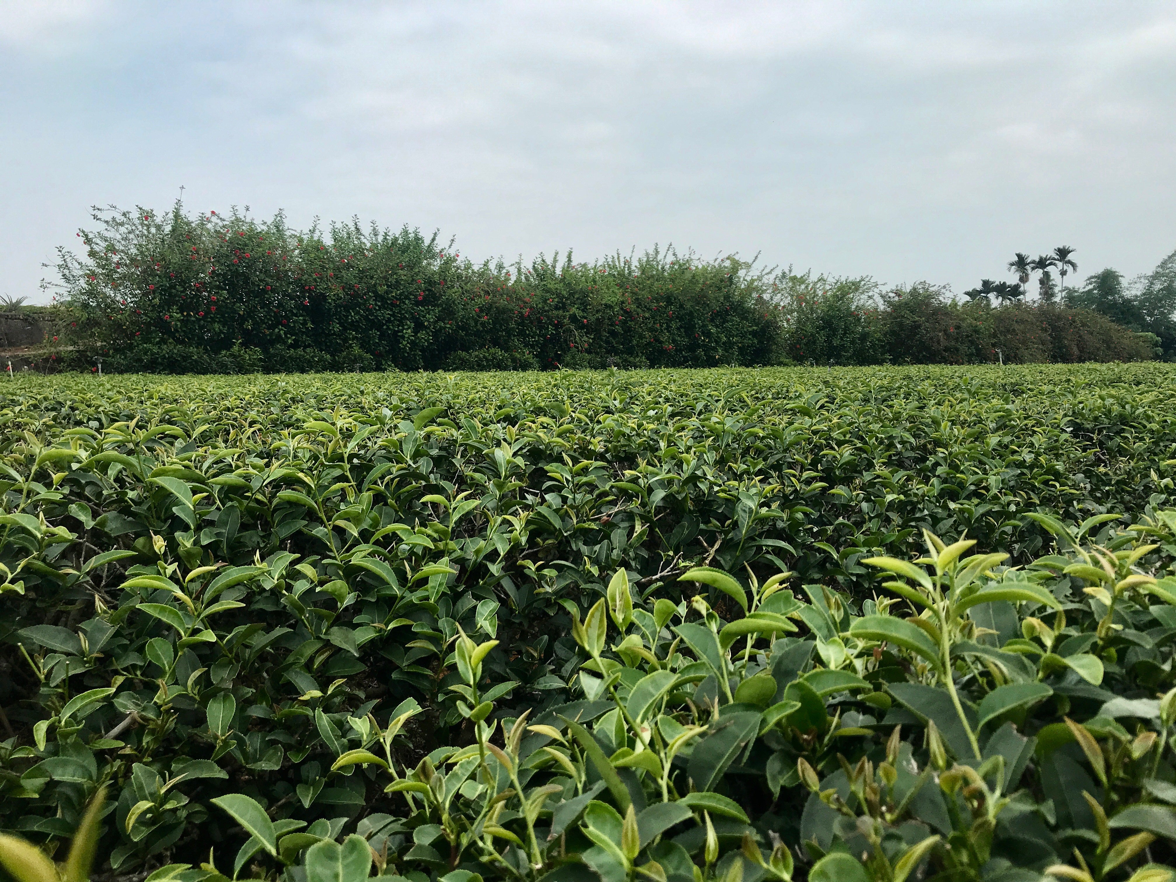 Tsui Yu Jade Oolong Tea farm