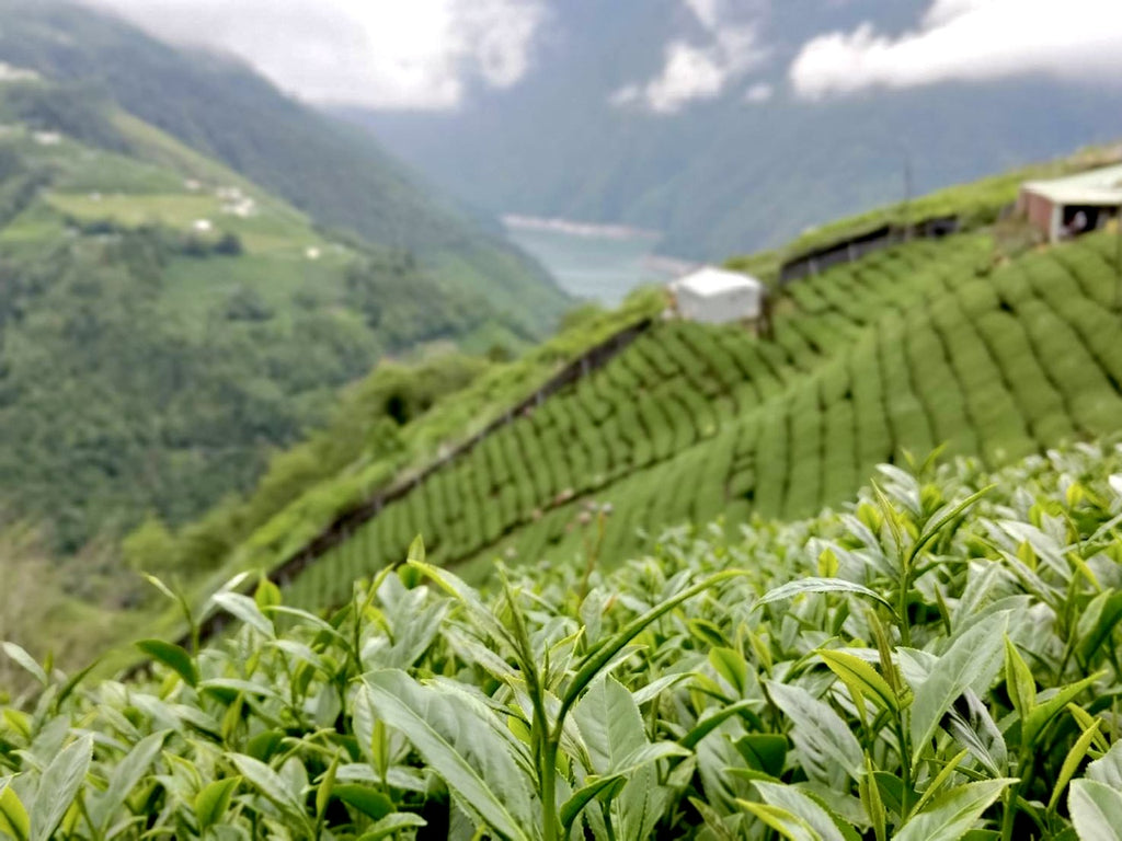 Li Shan High Mountain Oolong Tea Farm