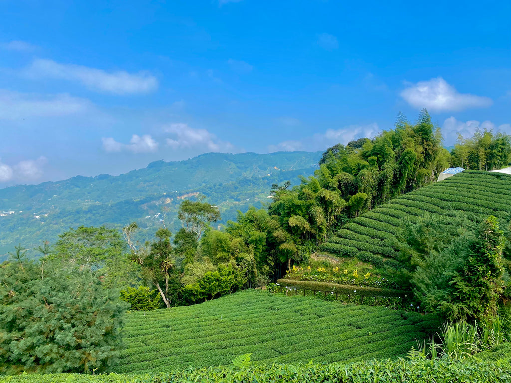 Alishan High Mountain Tea growing region