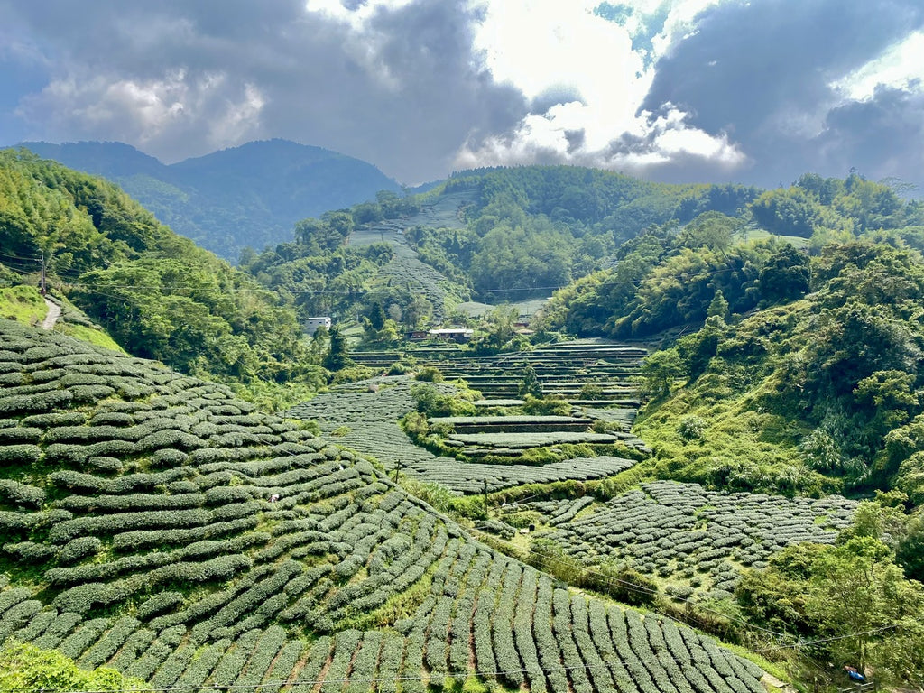 Alishan High Mountian Tea growing region