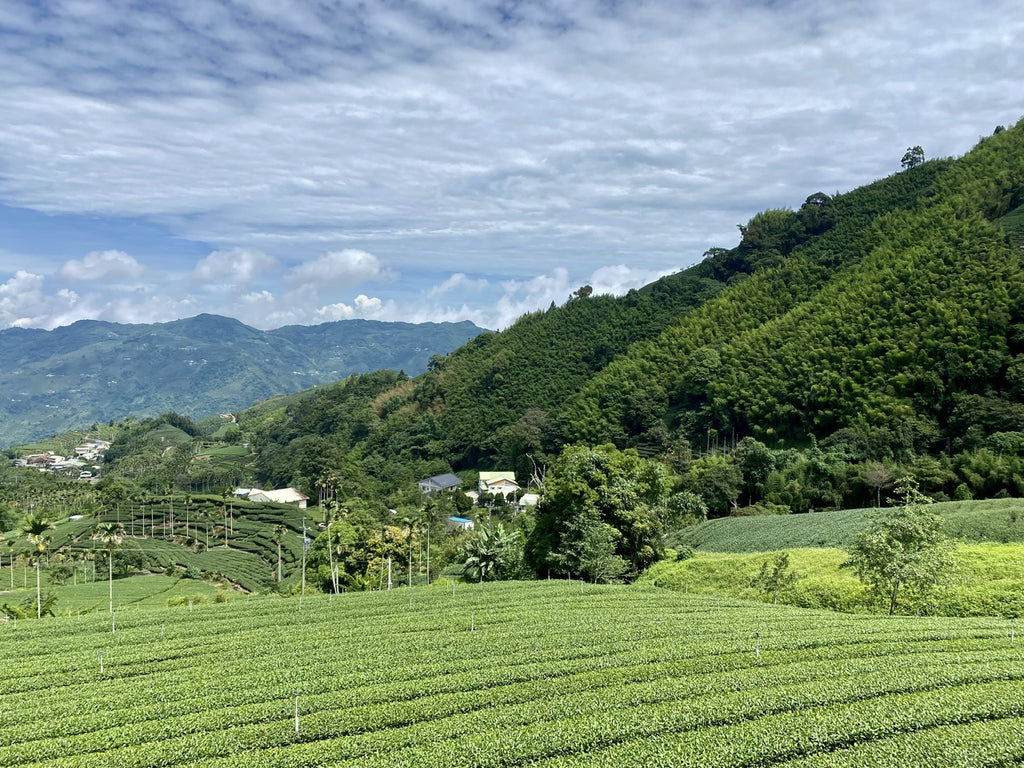 Alishan High Mountain Oolong Tea Farm