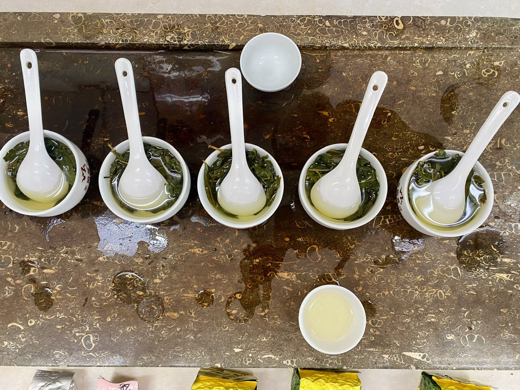 Alishan High Mountain Oolong Tea Tasting summer 2023 harvest