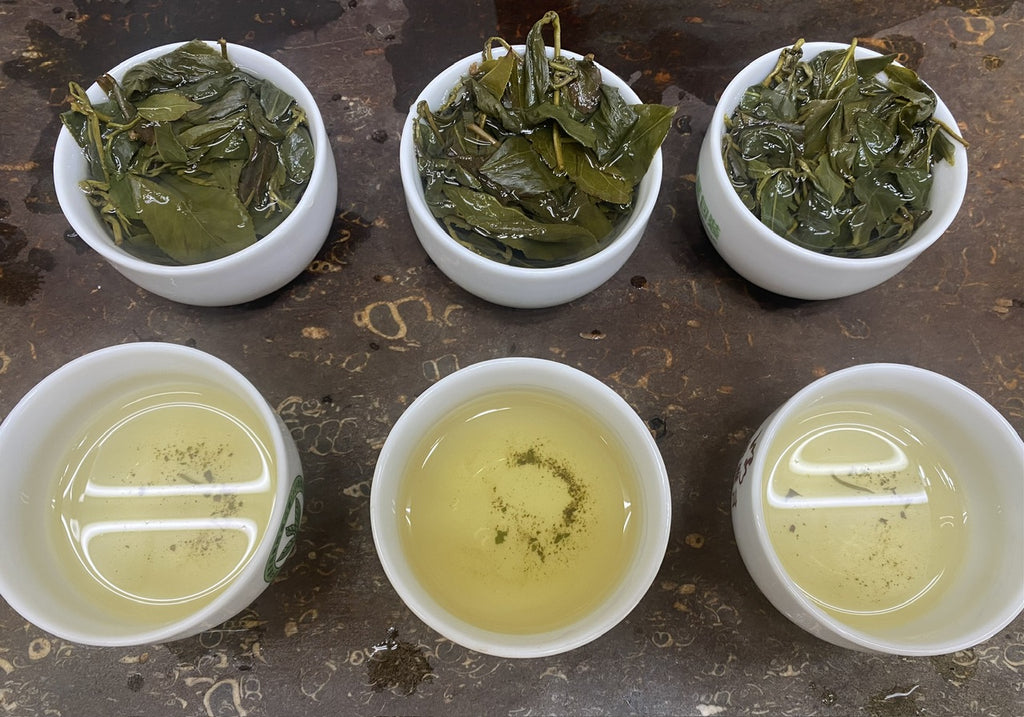 Alishan High Mountain Oolong Tea tasting summer 2023