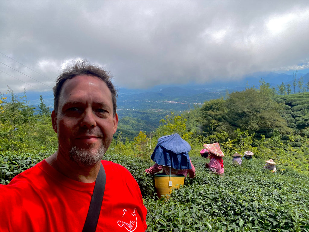 Shan Lin Xi High Mountain Oolong Tea harvest summer 2023