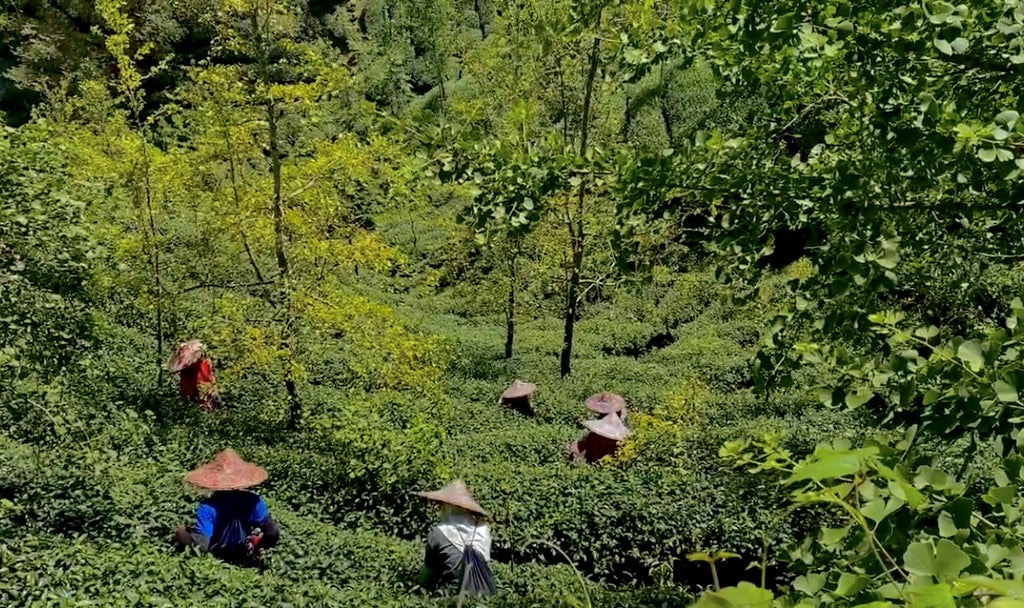 Shan Lin Xi High Mountain Oolong Tea harvest 