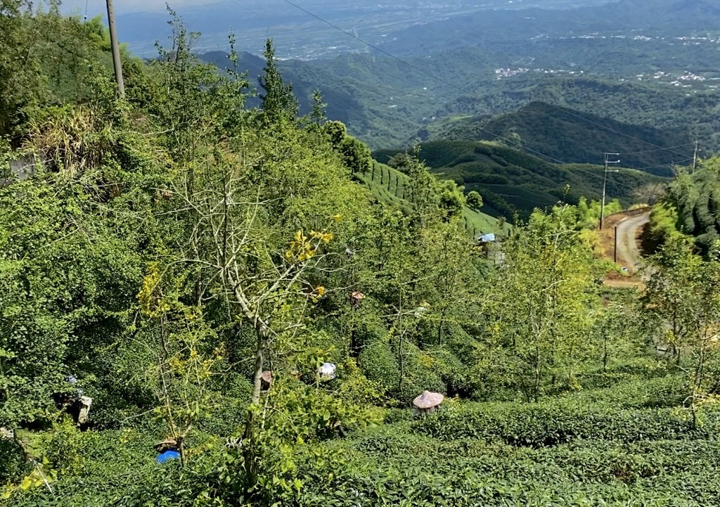 Shan Lin Xi High Mountain Oolong Tea Harvest