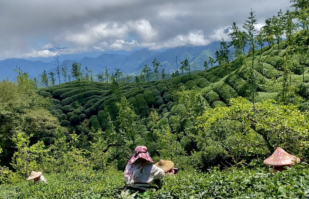 Shan Lin Xi High Mountain Oolong Tea harvest