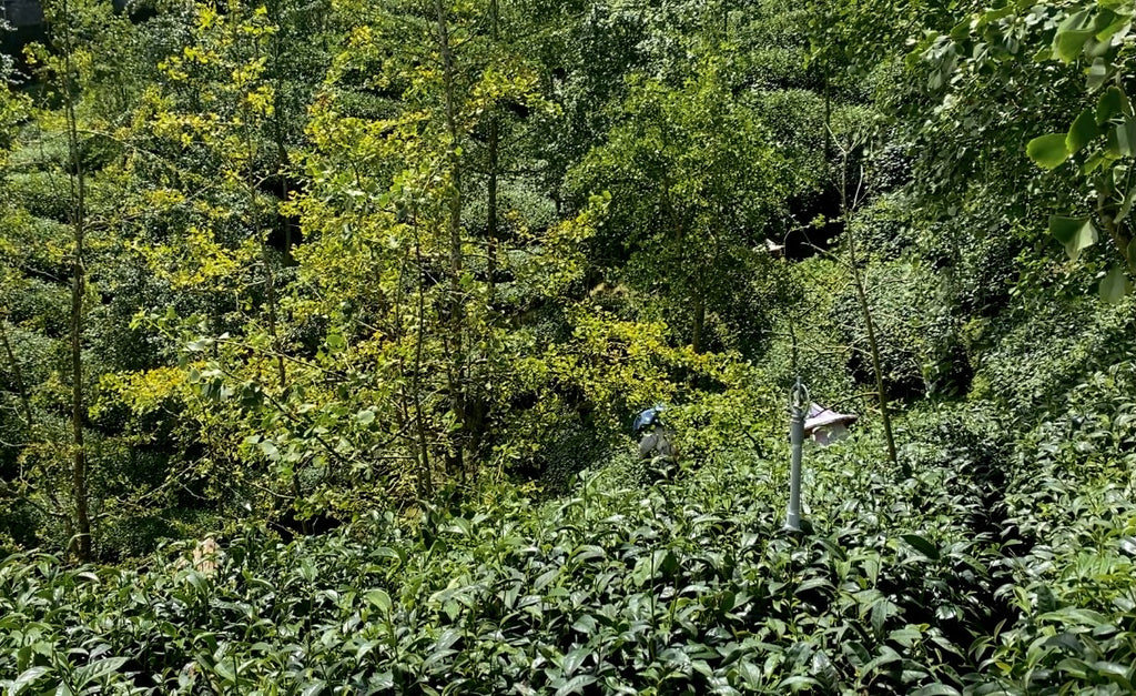 Shan Lin Xi High Mountain Oolong Tea harvest