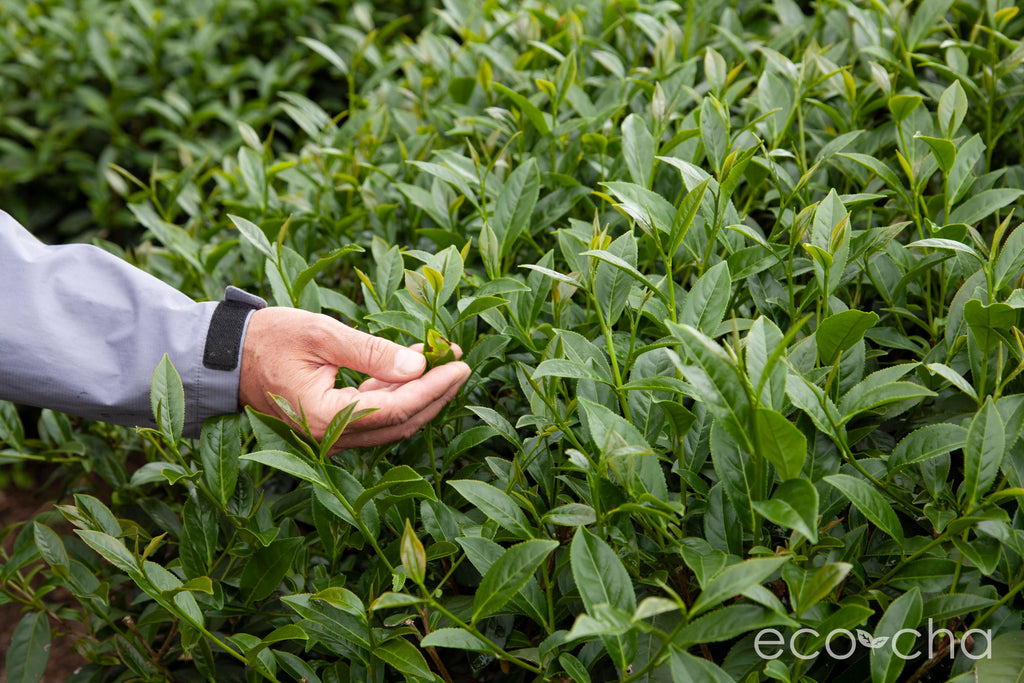 Tea leaf on a tea plant in a tea field