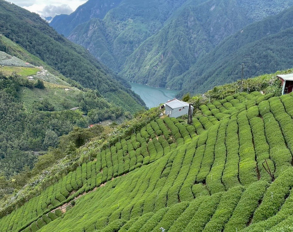 Li Shan High Mountain Tea Farm