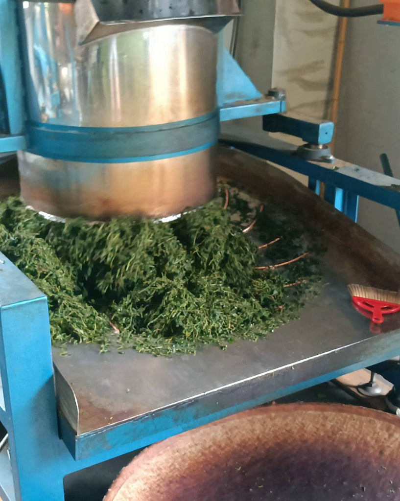 Black Tea rolling machine in action