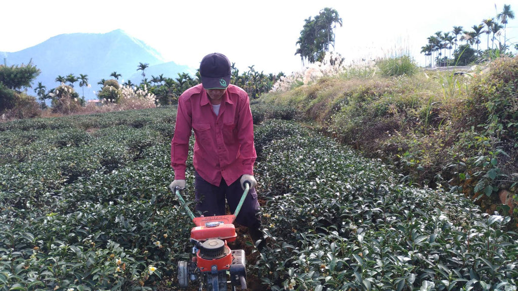 Lugu Tea Farmer tilling soil on his tea farm