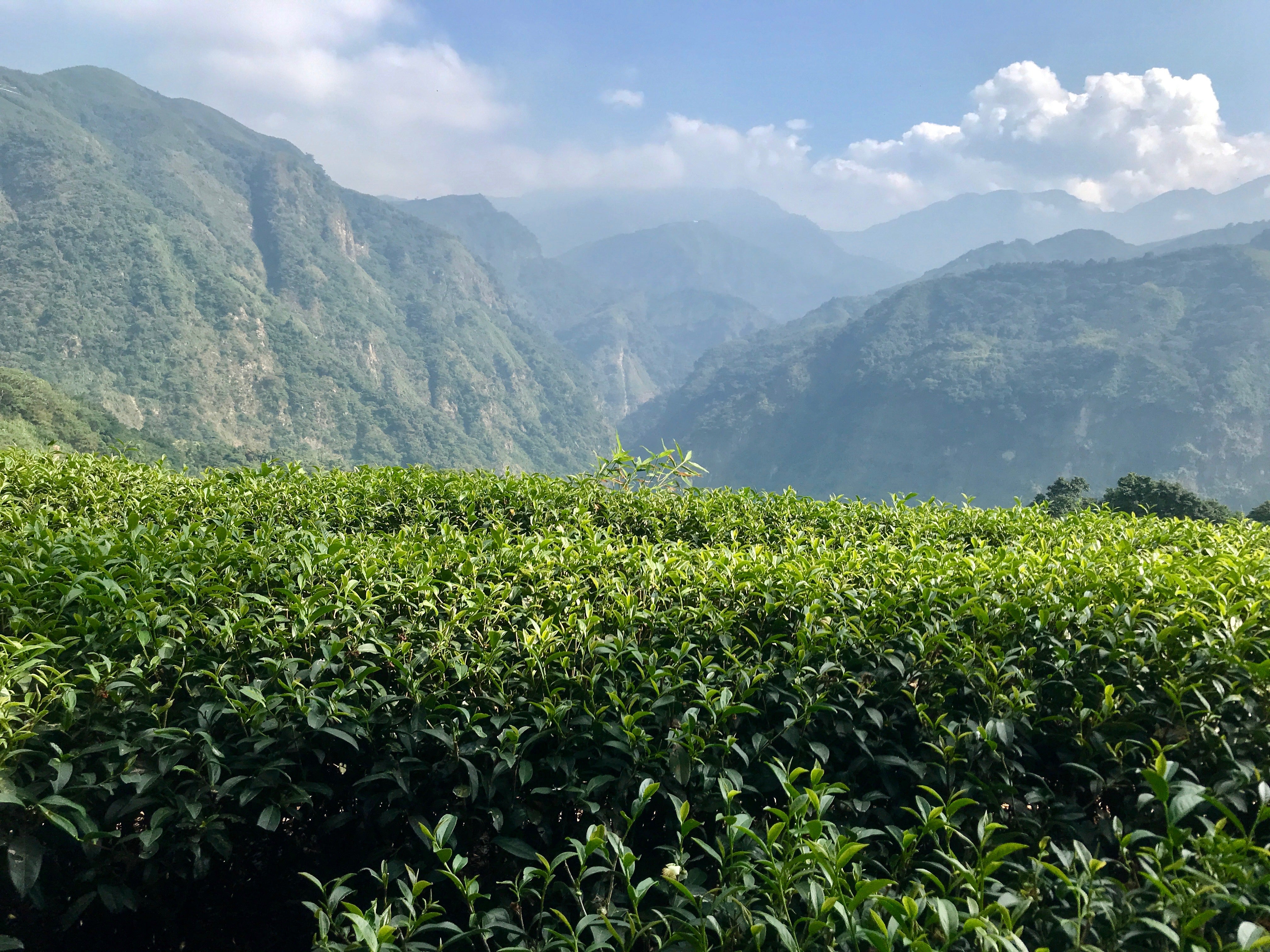 Taiwan High Mountain Tea Garden