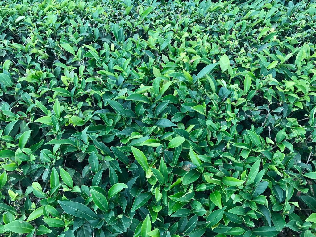 Wuyi Oolong tea plants