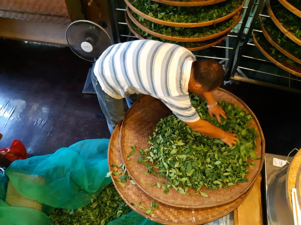 Tie Guan Yin Oolong Tea artisan at work