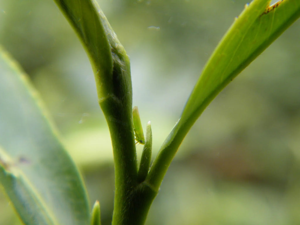 The Green Leaf Hopper of Concubine Oolong Tea