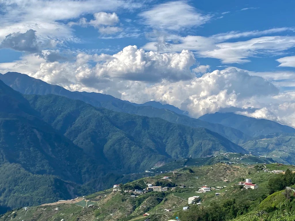 Li Shan High Mountain Oolong Country