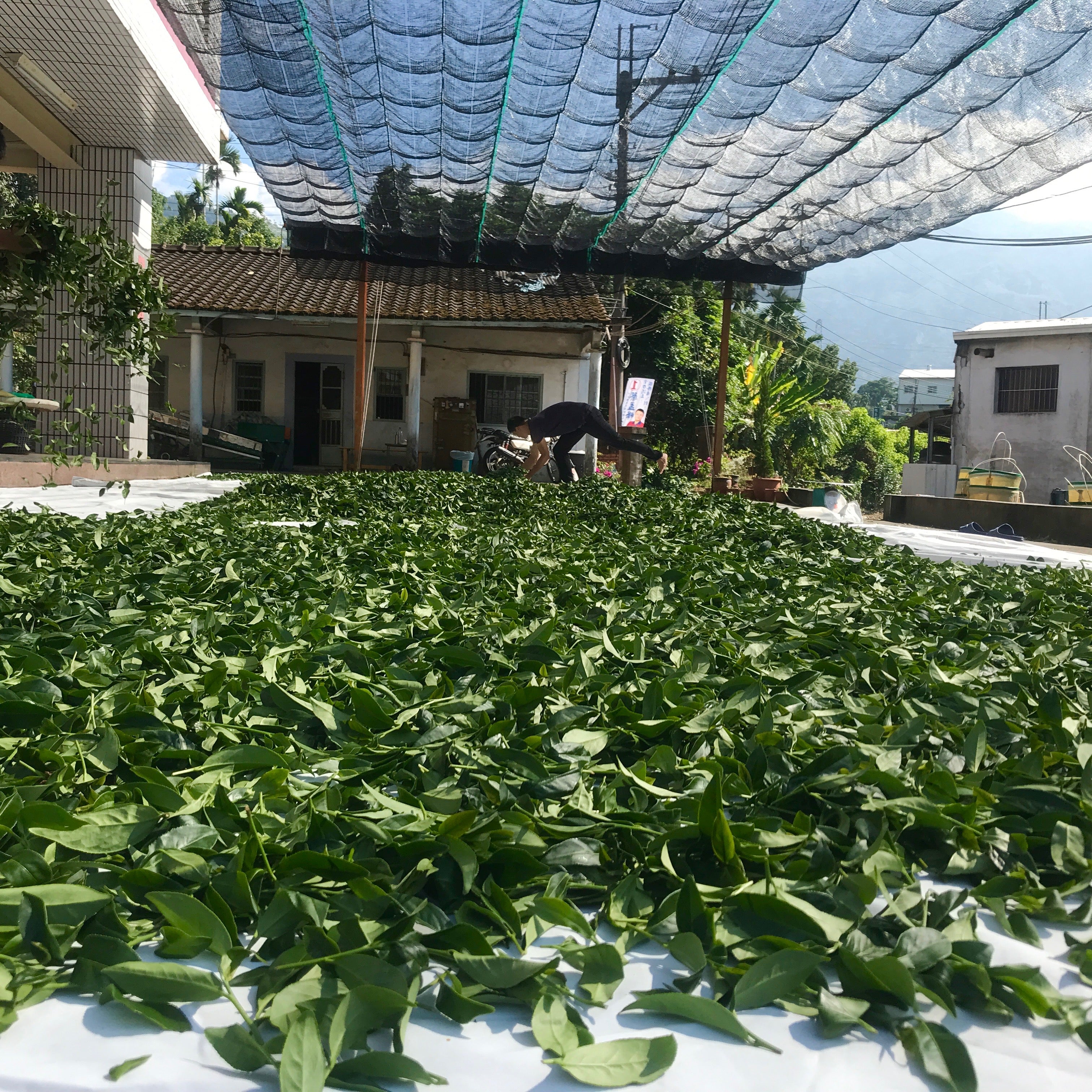 Small Farm Oolong Tea Production