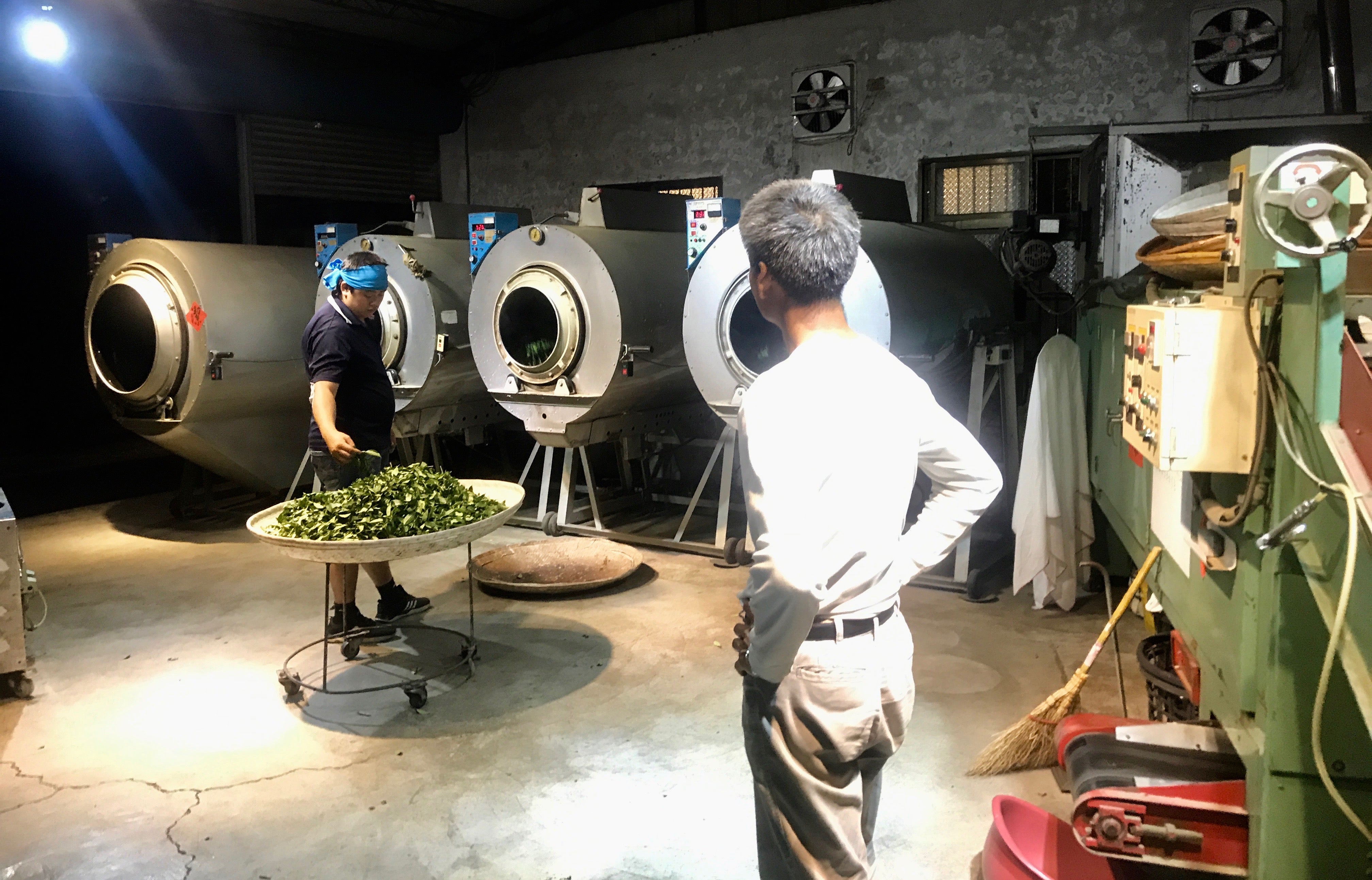 Oolong Tea Production 