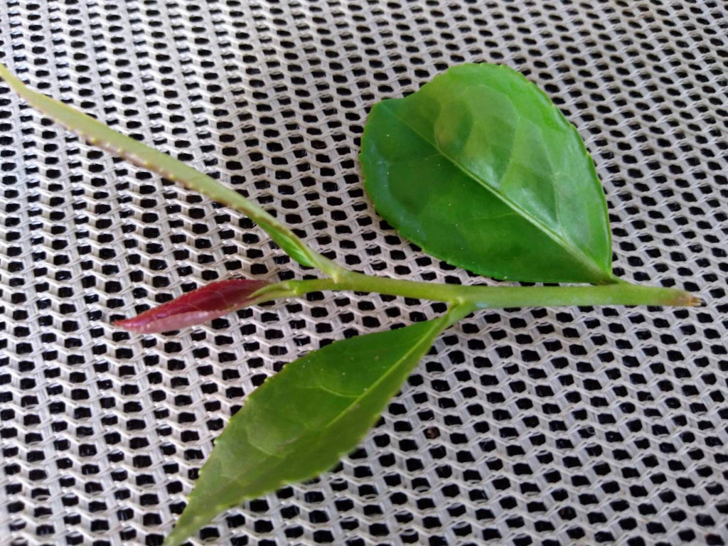 Tie Guan Yin Cultivar fresh leaf