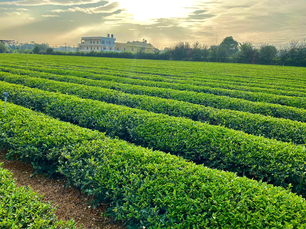 Wuyi Oolong Tea Farm