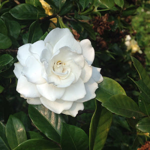 George Hanbury enviar Final Gardenia Flower Oolong Tea | Eco-Cha Teas